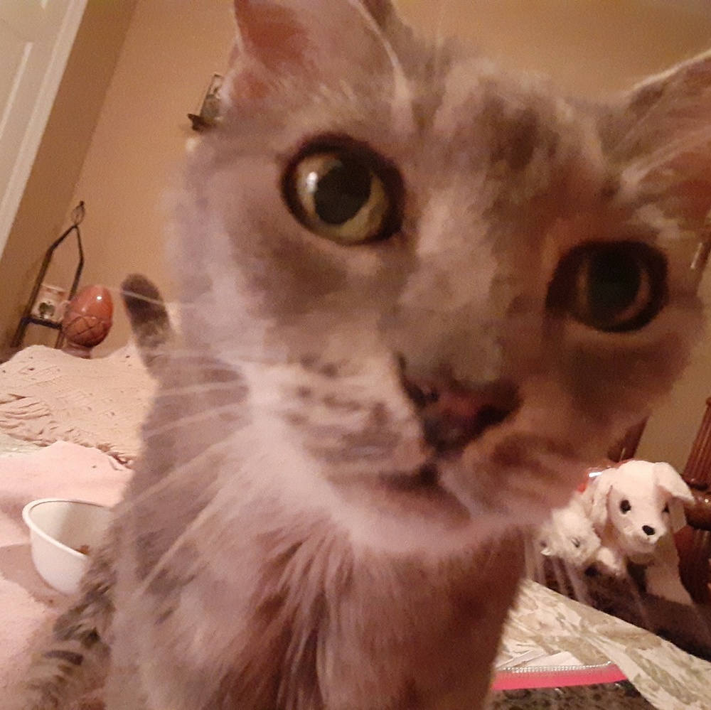 Meet your Posher, Carrie